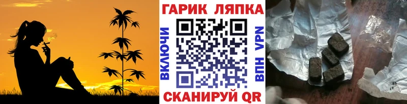 где найти   Сясьстрой  Гашиш индика сатива 